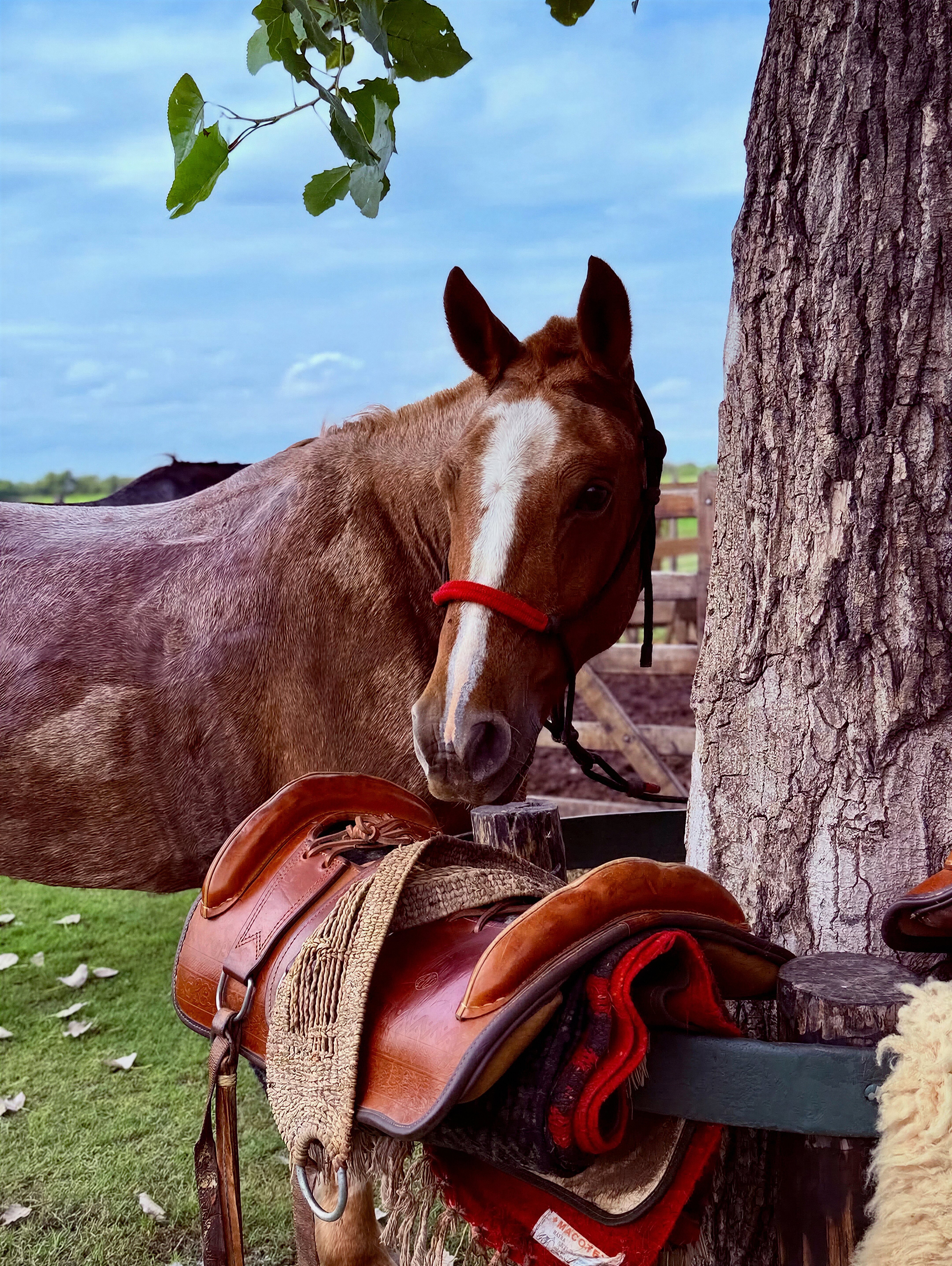 Chestnut horse with traditional leather saddle